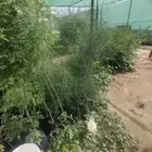 مشتل لبيع جميع الشتلات باسعار مناسبه