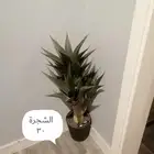 السلام عليكم أغراض نظيفة جدا للبيع الطايف