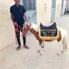 تاجير سيسي بوني بغل حصان صغير تلبوني الرياض