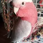 جالا كوكاتو للبيع