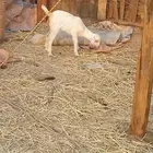 معزا بيشيات معها ثلاثه جفار