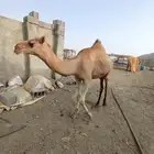 قعود الموقع غرب محايل عسيرطريق سعيدةالصوالحه