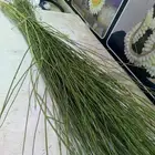 المرخ جيزاني طازج الأخضر الجديد الحله الرياض