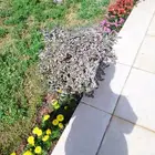 تنسيق حدائق