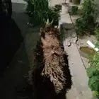 نخلة زينه العدد اثنين وحده كبيرة والثانية اصغر