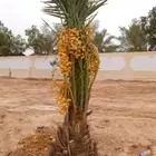 نخل واشنطني زينه نخيل مثمر اخلاص سكري صقعي هلالي مجدول ونانه