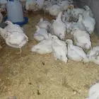 دجاج لاحم أوزان فوق ال1300