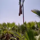 جميع اعمال النخيل والاشجار الزيتون توريد وغرس ..الاشراف ا