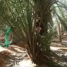 قراين صقعي طيبه