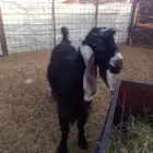 جفره عارضيه صنف