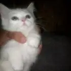 السلام عليكم عندي بسس شرازيات للبيع نظيفات صغار في ذكر في ا