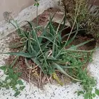 شتلات صبار للبيع