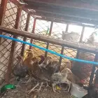 صوص العمر شهر