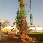نخل مثمر للبيع نخيل نقايل جثايث اخلاص سكري صقعي هلالي مجدول