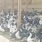 اناثى بط بلدى كميات عين تشوف ايد تعد