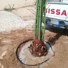 نخيل عربي واشنطني توصيل وزراعه
