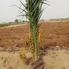 نخل مثمر للبيع