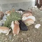 ارنب للبيع