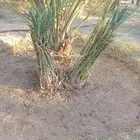 فسايل خلاص للبيع