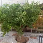 زيتون معمر وجميع انواع النخيل