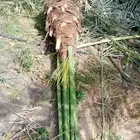 يوجد لدينا فسايل النخيل صنو ودي النخيل وبودرة لقاح جديد للبي