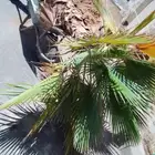 3 حبه واشنطونيا ارتفاع مترين للبيع