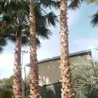 جميع انواع النخيل والأشجار وقسم للشبوك والهناجر