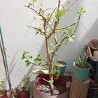 شجرة البمبر