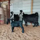 عنزين عارضيات متابيع للبيع