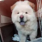 مندوب توصيل