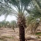 نخل مثمر للبيع توصيل للموقع