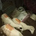 الجعديه