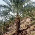 نخل مثمر للبيع