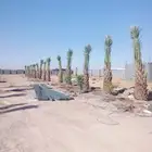 ابو عبدالله لتوريد جميع انواع النخيل وتنسيق الحدائق