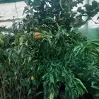 تنسيق حدائق