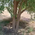 سدر بلدي حجم كبير