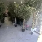 اشجار زيتون صناعي