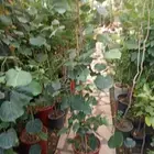 تنسيق حدائق