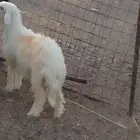 رخل عمرها سبع شهور وفوق