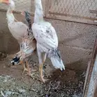 دجاج باكستاني بياض ديوك باكستاني صيصان باكستاني