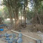 سدر