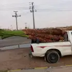 توريد نخل وشنطن