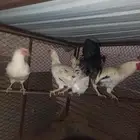 دجاج بلدي مشروط