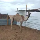 شعله ثنية للبيع