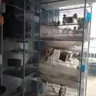 بادجي كنيور كوكتيل روز فيشر ببغاء يمام كاسكو