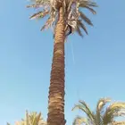 نقوم بصرام انخل اثمره في جميع انحا المملكه