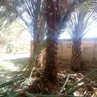 متوفر نخل للبيع جده مكه