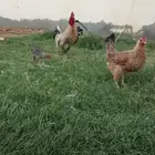 دجاج للبيع على الشرط يبيض كل يوم مع صوص سليم الامراض