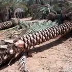 لشغل النخل تكريب وتحويض وقلع وغرس ورش الحشرات