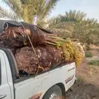 توريد جميع انواع انخل